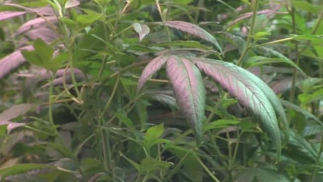 'Historic' Biden pardon for federal pot convictions, lauded by marijuana advocates