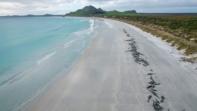 477 whales die in 'heartbreaking' mass strandings on New Zealand islands