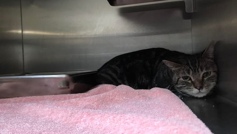 Animal neglect investigation launched after 38 cats rescued from Commerce Township house fire Animal neglect investigation launched after 38 cats rescued from Commerce Township house fire