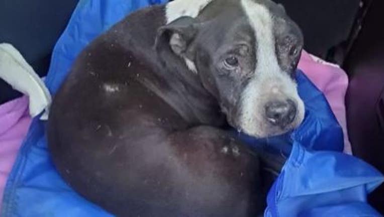 The dog named Ghost who was buried alive in southwest Detroit but sadly didnt survive.