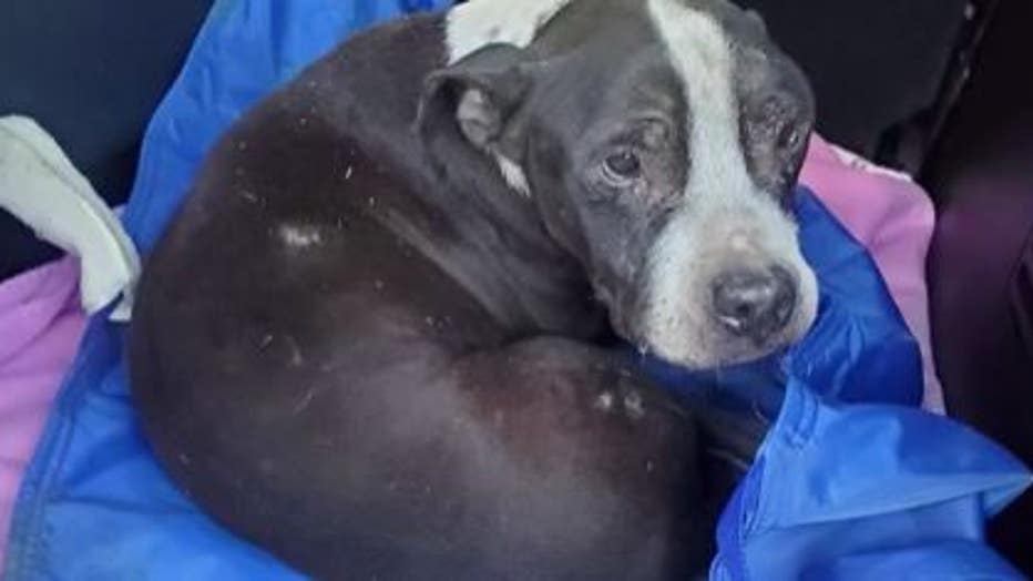 The dog named Ghost who was buried alive in southwest Detroit but sadly didn't survive.