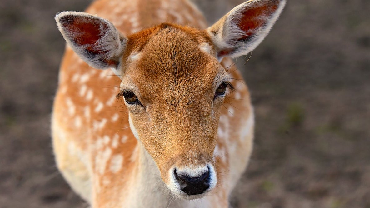Michigan backyard deer feeding legalized for recreational viewing, preventing starvation