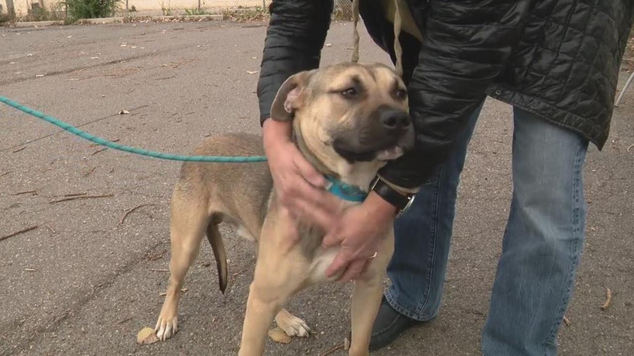Metro Detroit animal shelters are facing overcrowding crisis