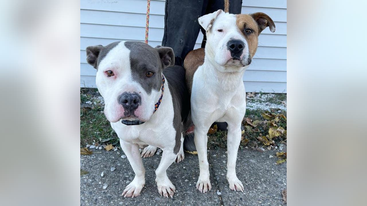 These are the dogs that made the Detroit Tigers win that much better 