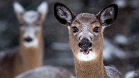 DNR's new system for reporting deer harvests a 'huge' step forward for tracking diseases