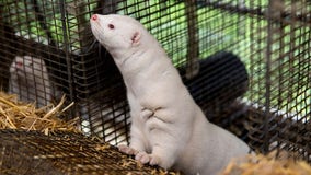 Vandals at Ohio farm release 10,000 carnivorous mink into wild, sheriff says