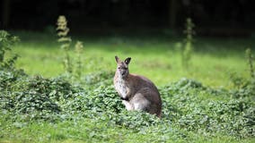 Deputies looking for loose wallaby in Monroe County