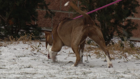 As winter arrives, Pontiac animal shelter working to protect pets from cold weather