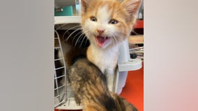 5 kittens found in box in parking lot of Dearborn Sausage