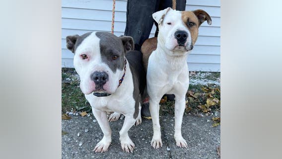 Fosters needed after two dogs found next to murdered owner in Detroit