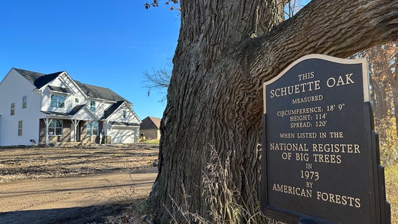 Oakland Township residents fear newly-built house threatens 500-year-old grand champion tree