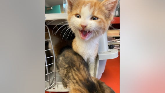 5 kittens found in box in parking lot of Dearborn Sausage