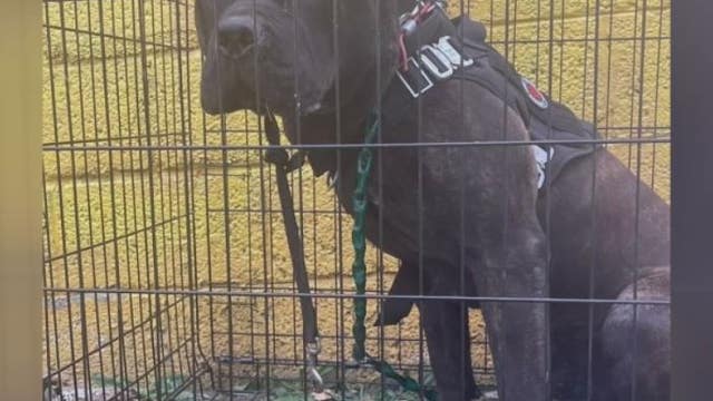 Dumped Mastiff mix found with Army Disaster Response team patch on his vest; rescue looks for owner