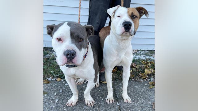 Fosters needed after two dogs found next to murdered owner in Detroit
