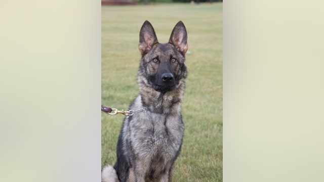 Police K-9 helps rescue 80-year-old hunter in northern Michigan