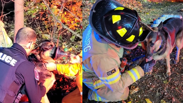 German shepherd saved with oxygen after Michigan house fire