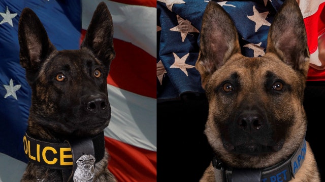 Hazel Park police K-9s Rocky and Apollo receiving body armor
