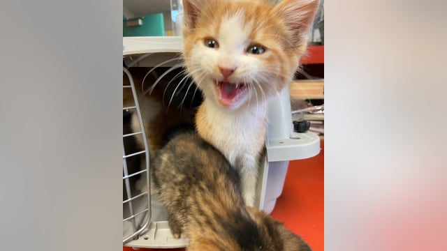 5 kittens found in box in parking lot of Dearborn Sausage