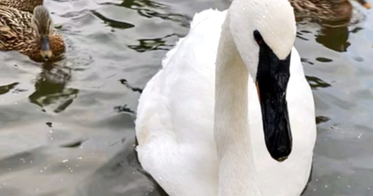 Dead-swan.jpg?ve=1&tl=1