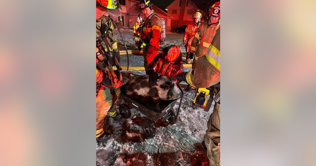 9 cats and a pet pig rescued from Chesterfield Twp house fire | FOX 2 ...