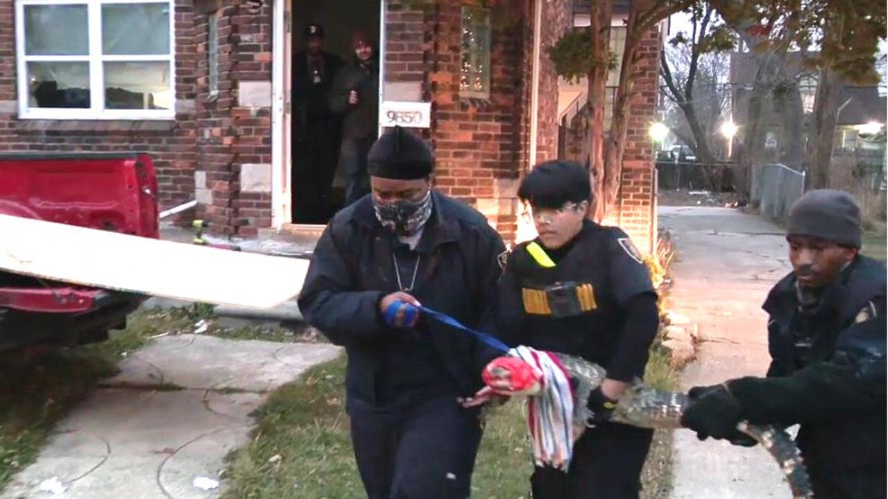 Alligators removed from home during renter eviction on Detroit’s east side