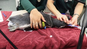 Penguin at Michigan zoo saved after eating dime