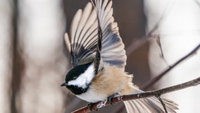 Detroit Audubon Society changing name as it drops namesake's racist legacy