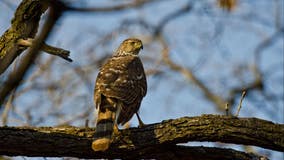 Macomb Township man shot 3 hawks after utility company refused to cut down trees