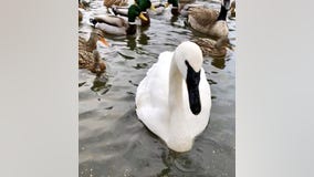 Detroit Zoo says goodbye to beloved trumpeter swan 'Ron Swanson' after 20 years