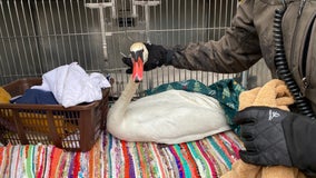 Oakland County Sherriff's rescue injured swan that was stuck in frozen lake
