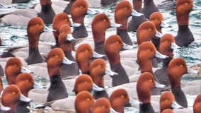 Massive gathering of Redhead ducks, other birds spotted in Straits of Mackinac
