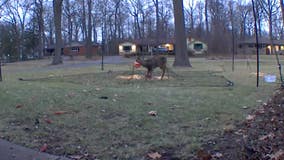 Deer with Halloween plastic bucket stuck on its face freed by South Lyon rescue group