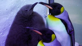 Detroit Zoo announces name of newest penguin