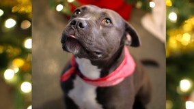 How to get a Michigan shelter pet a stocking full of goodies this Christmas