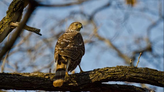 Macomb Township man shot 3 hawks after utility company refused to cut down trees