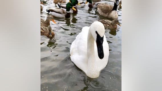 Detroit Zoo says goodbye to beloved trumpeter swan 'Ron Swanson' after 20 years