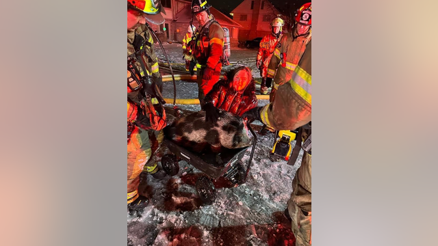 9 cats and a pet pig rescued from Chesterfield Twp house fire