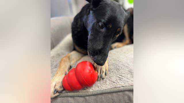 How to help a Detroit shelter dog celebrate the new year