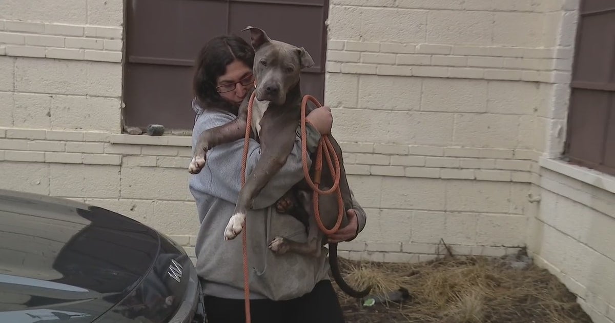 4 dogs found safe after thieves stole them from Detroit shelter | FOX 2 ...