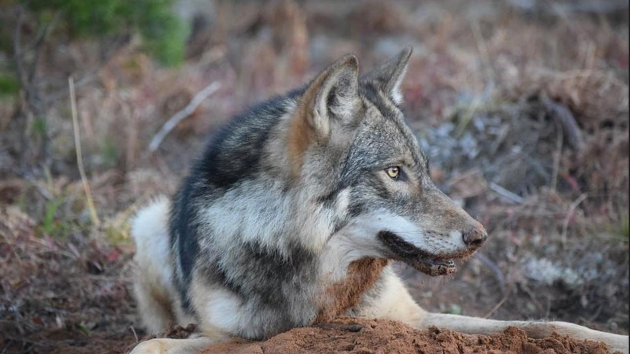 Michigan wolf survey shows steady population thats moving east