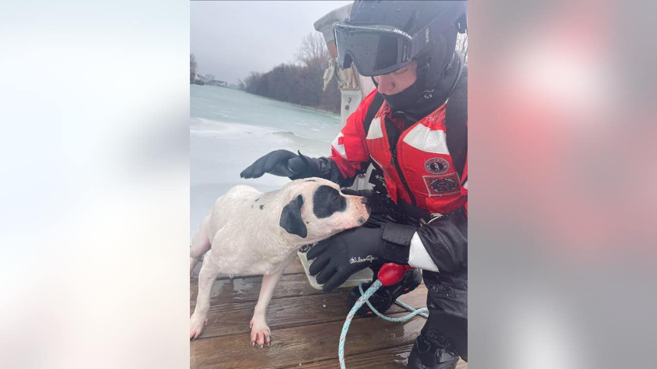 Coast Guard saves dog that fell through ice in Detroit River