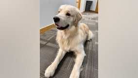 Meet Peanut the Prosecutor, a therapy dog to help trauma survivors in Macomb County