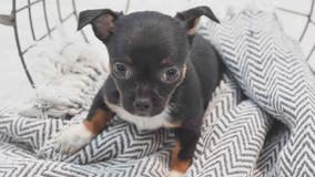 Chihuahua puppy valued at $5,000 stolen from Twelve Oaks Petland in Novi