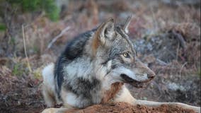 Michigan wolf survey shows steady population that's moving east