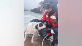 Coast Guard saves dog that fell through ice in Detroit River