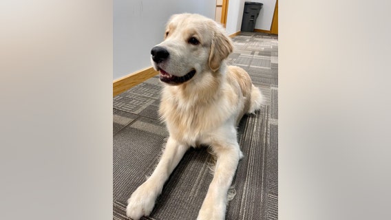 Meet Peanut the Prosecutor, a therapy dog to help trauma survivors in Macomb County
