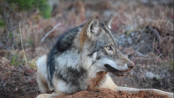 Isle Royale staff kill wolf that grew too reliant on visiting campers