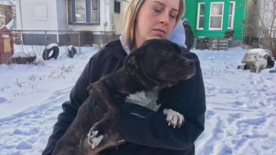 Dogs must be brought indoors when winter weather sets in, says pet advocate