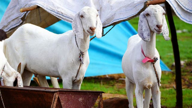 Hamtramck considers allowing at-home religious animal sacrifices