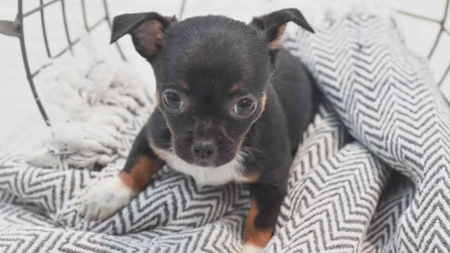 Chihuahua puppy valued at $5,000 stolen from Twelve Oaks Petland in Novi